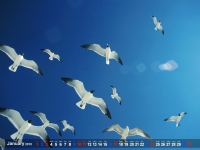 68708.jpg